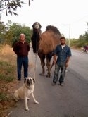 DEVEYİ EŞEK DEĞİL, KÖPEK ÇEKİYOR