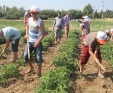 TARIM KAMPI BÜYÜK İLGİ GÖRÜYOR