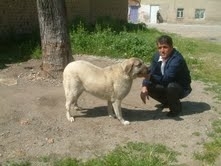KÖPEĞİ UYUTUP GÜVERCİNLERİ ÇALDILAR