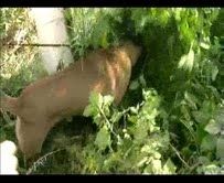 EDREMİT‘TE SATIŞA HAZIR VAZİYETTE ESRAR MADDESİ ELE GEÇİRİLDİ