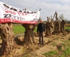 300 YAŞINDAKİ ZEYTİN AĞAÇLARINI YOK OLMAKTAN KURTARIYOR