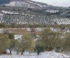 Zeytin hasadına kar ve soğuk molası