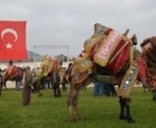 DEVELER KAÇTI, SAHİPLERİ KOVALADI