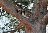 KEDİ KURTARMA OPERASYONU