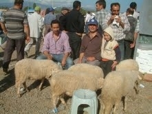 HAVRAN’DA KURBANLIKLARA İLGİ YOK