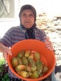DİKENLİ İNCİR EKMEK KAPISI OLDU