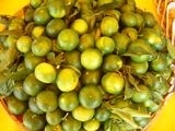 HAVRAN DA MANDALİNA HASADINA BAŞLANDI