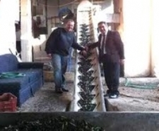 ZEYTİN YAĞI DESTEKLEMELERİNDE ZAM MÜJDESİ