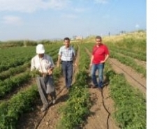 DOMATESLERDE MİLDİYÖ HASTLALIĞI GÖRÜLDÜ