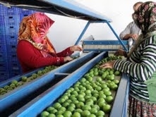 HAVRAN’DA MANDALİNANIN YERİNİ ERİK ALDI