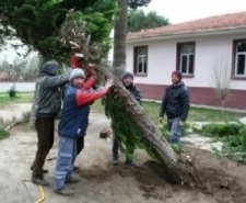 AYVALIK’TA ŞİDDETLİ FIRTINA AĞAÇLARI DEVİRDİ