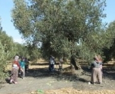 Zeytin hasadında günlük yevmiyeler belli oldu