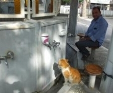 BURHANİYE’DE SOKAK KEDİSİ CEMAATİN MASKOTU OLDU