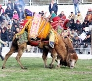 KAZ DAĞLARI’NDA DEVE GÜREŞİ HEYECANI