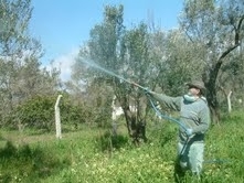 ZEYTİN AĞAÇLARI İLAÇLANIYOR