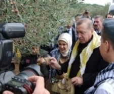 Cumhurbaşkanı Erdoğan Ve Eşi Zeytin Topladı