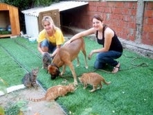 FEDAKAR KÖPEK, 5 KEDİ YAVRUSUNA ANALIK YAPIYOR