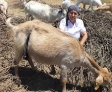 BU KEÇİLER GÖRENLERİ ŞAŞIRTIYOR