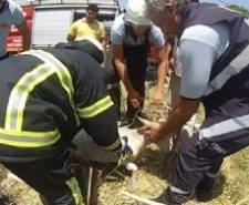 KUYUYA DÜŞEN KEÇİYİ İTFAİYE KURTARDI