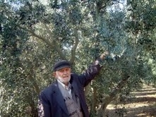 BURHANİYE DE GEMLİK ZEYTİNİ BOL ANCAK FİYATI DÜŞÜK