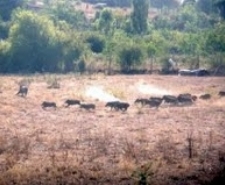 AÇ KALAN DOMUZLAR İNSANLARA SALDIRMAYA BAŞLADI