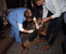 EDREMİT’TE AV KÖPEKLERİ AŞILANDI..