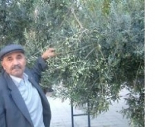 YAĞMUR ZEYTİNCİYİ SEVİNDİRDİ