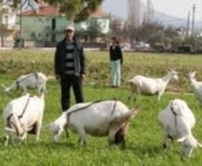 AYVALIK’TA ZANA KEÇİLERİNE RAĞBET ARTTI