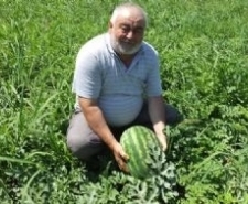 BURHANİYE’ DE YERLİ KARPUZ ÇIKTI