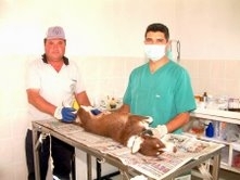 SAHİPSİZ KÖPEKLERE KISIRLAŞTIRMA
