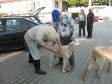 BÜYÜK BAŞ VE KÜÇÜKBAŞ HAYVANLARA ŞAP AŞISI