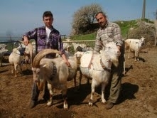 KEÇİ SÜTÜ DEĞERLENECEK