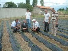 ÖRNEK STEVİA BAHÇESİ KURULDU