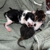 KEDİ YAVRULARINI BELEDİYE KAPISINA BIRAKIP KAÇTILAR