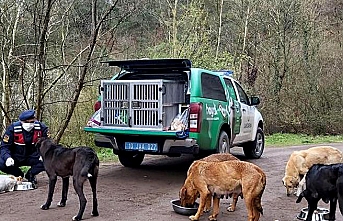 Jandarma 'Haydi' ekipleri, sahipsiz hayvanları elleri ile besliyor