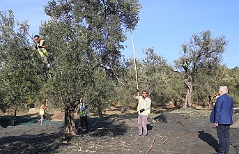 Burhaniye Belediyesi Zeytinyağları için hasat başladı