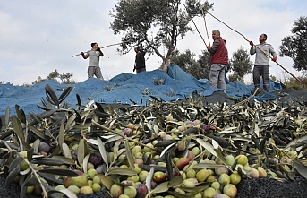 Edremit'te yeni zeytin hasat dönemi telaşı yaşanıyor.