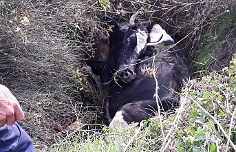 Kuyuya düşen inek itfaiye ekiplerince kurtarıldı  