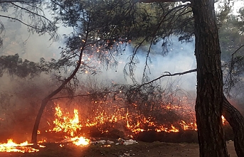 Burhaniye'de 1,5 hektar alan yandı