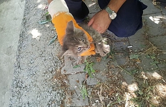 Edremit’te itfaiyeden kedi, karga ve kuş kurtarma operasyonu