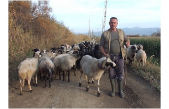 Burhaniye'de Çobanlar süt Fiyatlarının Artmasını İstiyor
