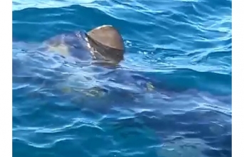 Edremit Körfezinde dev köpek balığı paniğe neden oldu