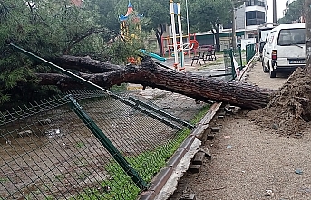 Edremit’te yağmur çam ağacını devirdi  