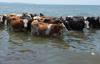 Burhaniye'de sıcaktan bunalan inekler soluğu denizde alıyor