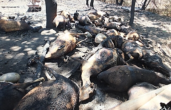 Burhaniye de ağıl yangınında 33 koyun telef oldu