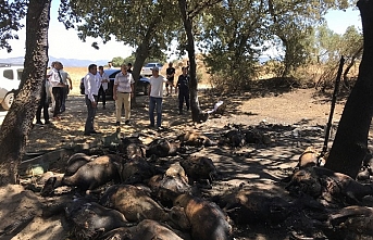 Burhaniye'de yanan çiftlikte Kaymakam incelemelerde bulundu