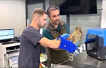 Kazdağı'nda bulunan yaralı Çakır kuşu tedavi altına alındı  