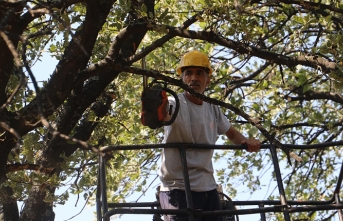 Ören’de Anıt ağaçlar rehabilite ediliyor