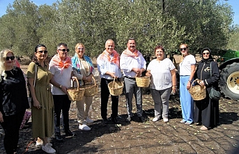 Ayvalık’ı Zeytin Hasat Coşkusu Sardı