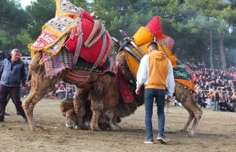 Burhaniye’de deve güreşi heyecanı 250 deve arenaya çıktı